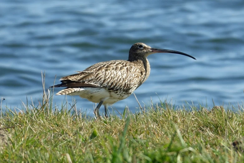 a bird that is standing in the grass, by Jan Tengnagel, flickr, hurufiyya, on the coast, brockholes, highly detailed barlowe 8 k, single horn