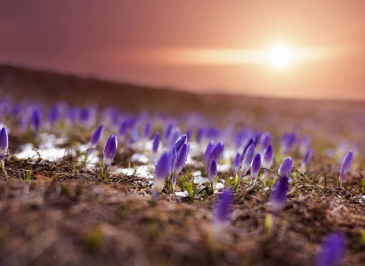 a field of purple flowers with the sun setting in the background, a tilt shift photo, by Harold von Schmidt, spring winter nature melted snow, surreal waiizi flowers, sprouting, chromostereopsis