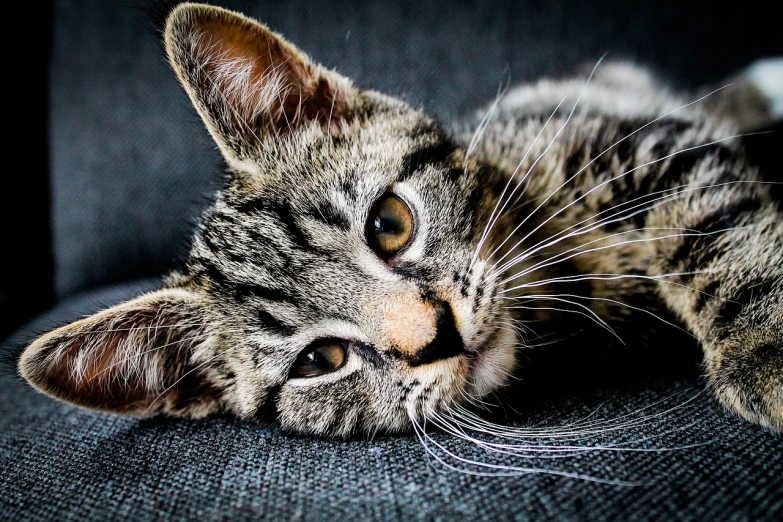 a close up of a cat laying on a couch, by Niko Henrichon, pixabay, cute face, about to consume you, young and cute, highly realistic photo