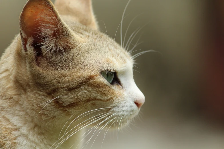 a close up of a cat with a blurry background, by Nándor Katona, flickr, minimalism, head in profile, very detailed picture, thoughtful eyes, few wrinkles