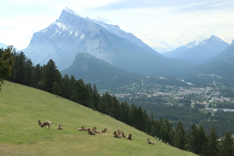 a herd of sheep sitting on top of a lush green hillside, by Brigette Barrager, rocky mountains in background, city view, banff national park, deer