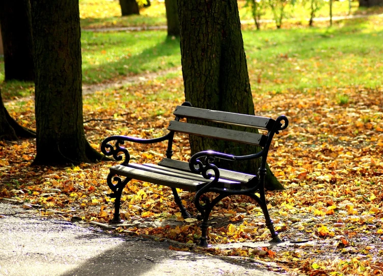 a bench sitting next to a tree in a park, a picture, by senior artist, romanticism, beginning of autumn, lviv, black armchair, cutest