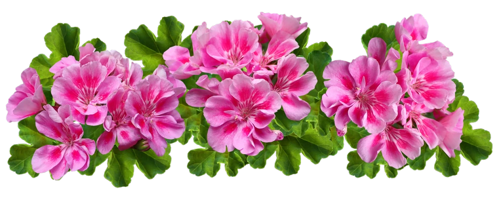a group of pink flowers with green leaves, a digital rendering, by Hans Schwarz, trending on pixabay, panorama, with a black background, gardening, 🌸 🌼 💮
