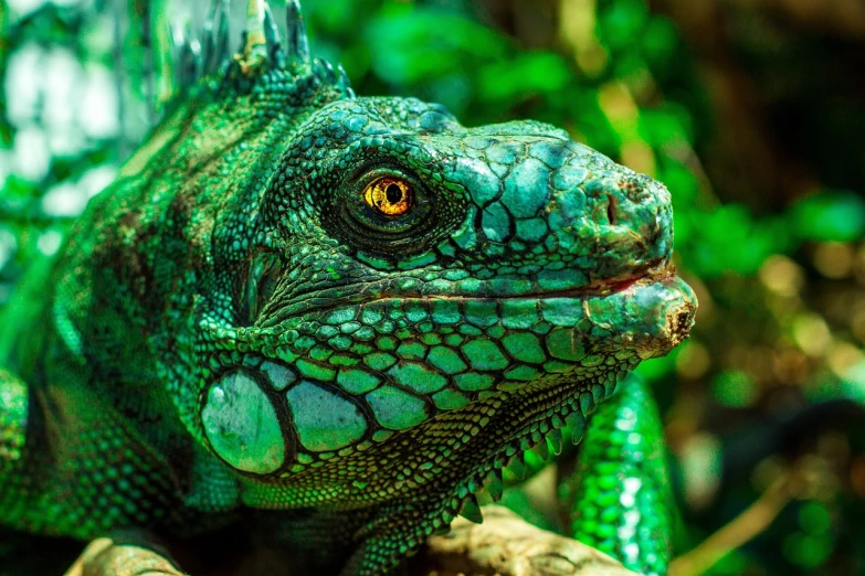 a close up of a lizard on a tree branch, pexels contest winner, sumatraism, green skin with scales, bright colors highly detailed, 🦩🪐🐞👩🏻🦳, wallpaper - 1 0 2 4