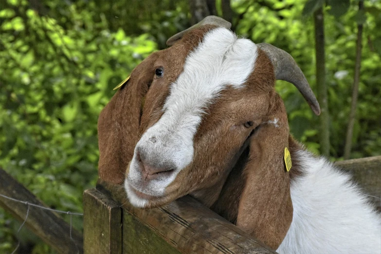 a goat sticking its head over a wooden fence, a portrait, figuration libre, full cheeks, close-up!!!!!!