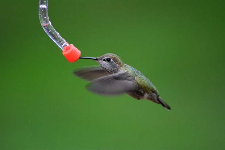 a hummingbird taking a drink from a humming feeder, by David Budd, flickr, top - down photograph, immature, card, photograph credit: ap