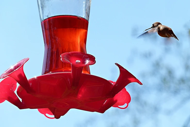 a hummingbird flying towards a hummingbird feeder, a photo, by Jim Nelson, pixabay, red dish, seen from below, set photo, drinking