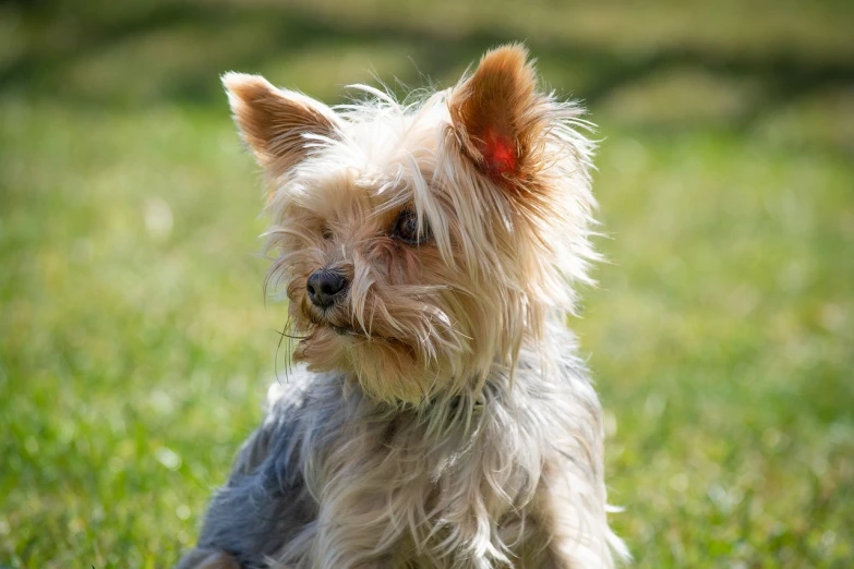 a small dog sitting on top of a lush green field, a portrait, pixabay, yorkshire terrier, headshot of young female furry, in the sun, a silver haired mad