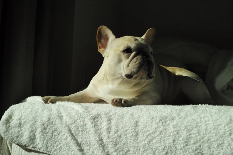 a dog that is laying down on a couch, a portrait, baroque, full morning sun, french bulldog, backlit!!, watch photo