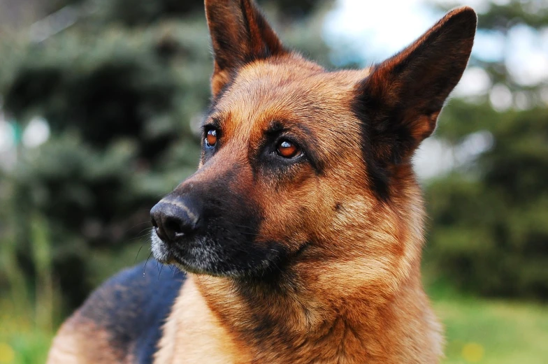 a brown and black dog sitting on top of a lush green field, a portrait, by Stefan Gierowski, pixabay, realism, german shepherd, close - up profile face, beautiful blueish eyes, side view close up of a gaunt