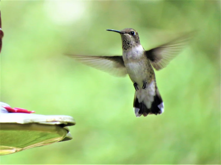 a hummingbird flying towards a bird feeder, by Tom Carapic, levitating above the ground, front facing!!, dynamic closeup, spreading her wings