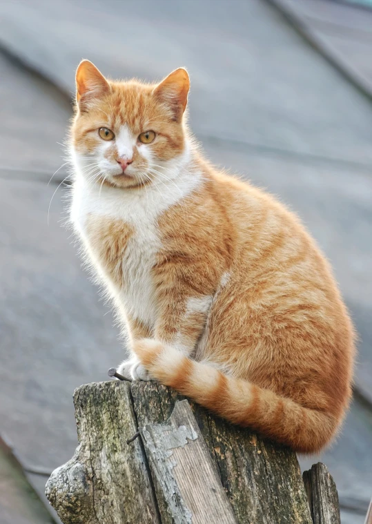 an orange and white cat sitting on top of a tree stump, a portrait, shutterstock, on a rooftop, older male, high res photo, menacing appearance