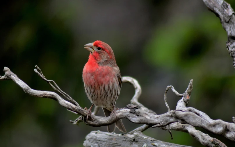 a red bird sitting on top of a tree branch, a portrait, by Larry D. Alexander, pexels, reddish beard, singing for you, red peaks in the background, photograph credit: ap