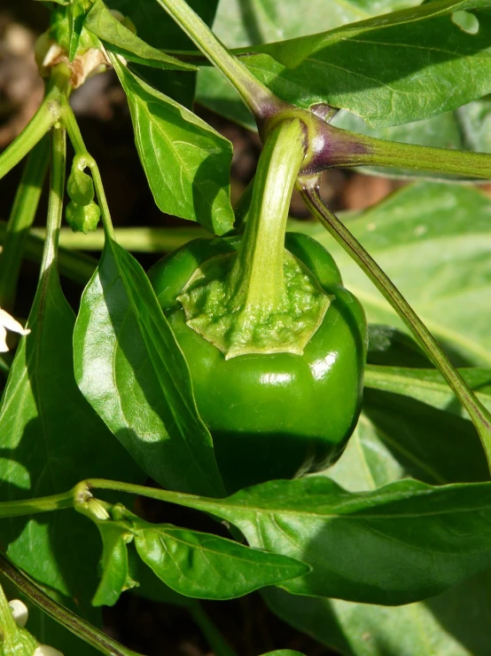 a close up of a green pepper on a plant, inspired by Carpoforo Tencalla, back yard, wikipedia, rounded beak, high res photo