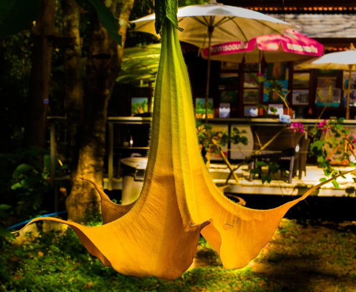 a large yellow flower hanging from a tree, inspired by Carpoforo Tencalla, manta ray made of pancake, in style of thawan duchanee, lounge, outdoors at night