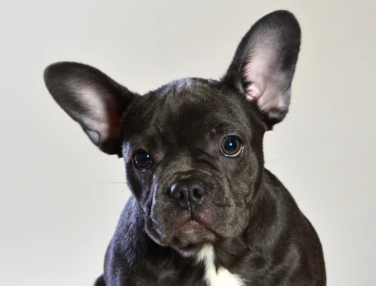 a close up of a dog looking at the camera, french bulldog, small ears, blue dog, afp