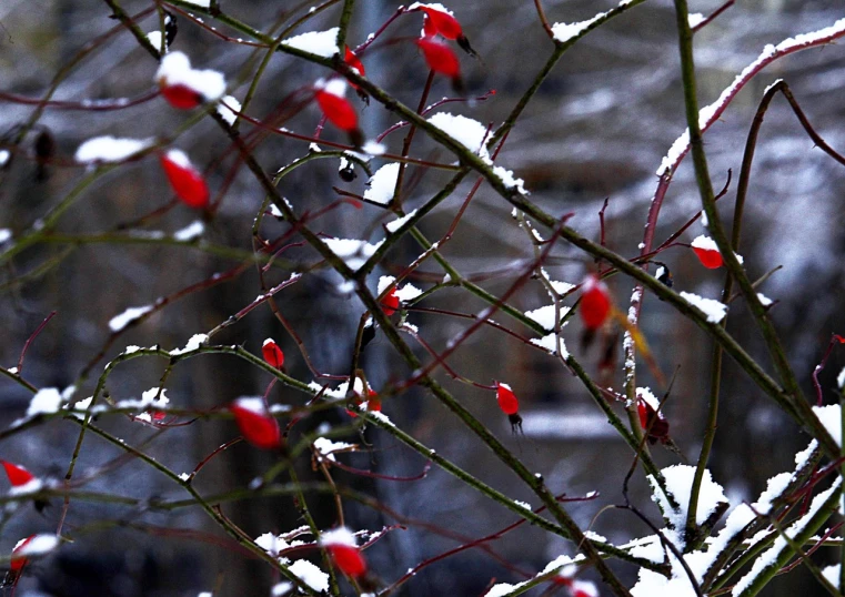 a bush with red berries covered in snow, a photo, by Jan Henryk Rosen, thorns, stained”