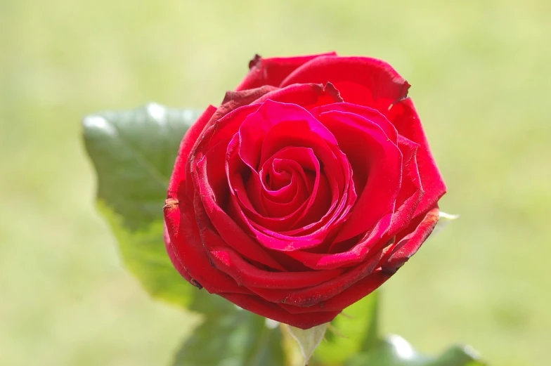 a close up of a red rose with green leaves, romanticism, 7 0 mm photo