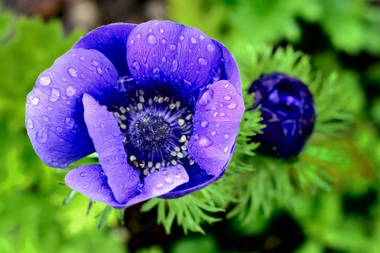 a close up of a purple flower with water droplets, by Anna Haifisch, pixabay, hurufiyya, anemone, blue and green colours, very very realistic, dripping blue natural iwakura