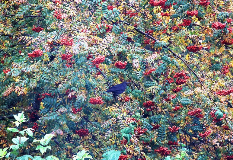 a bird that is sitting in a tree, a photo, by Jan Rustem, fine art, berries, cyberpunk in foliage, 2 0 0 0's photo, sichuan