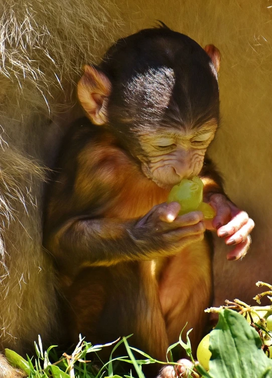 a baby monkey sitting on top of a lush green field, a photo, inspired by Anne Geddes, flickr, she is eating a peach, picture taken in zoo, backlighted, california;