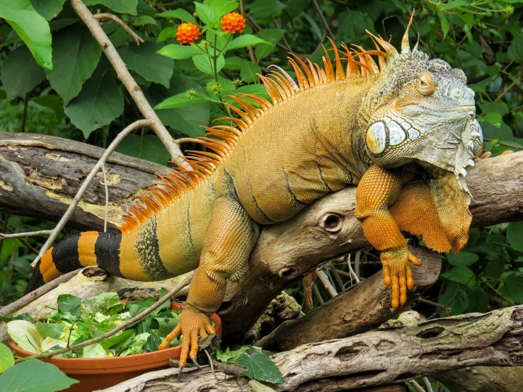 a large lizard sitting on top of a tree branch, by Harold von Schmidt, pixabay contest winner, iguana, avatar image, cornucopia, lascivious pose