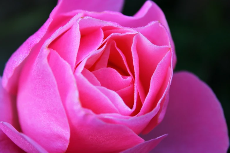 a close up of a pink rose flower, a macro photograph, by Anna Haifisch, pink magic, vibrant pink, rose garden, close - ups