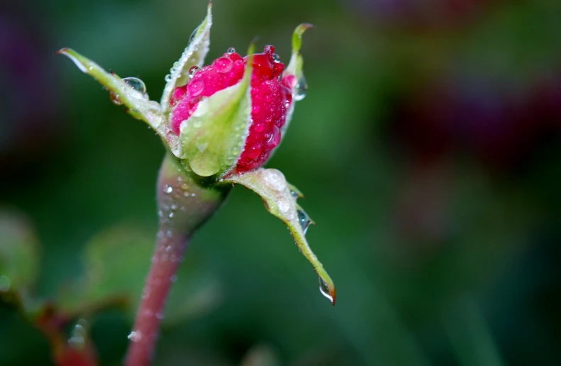 a red rose bud with water droplets on it, emerging from the mist, 3 4 5 3 1