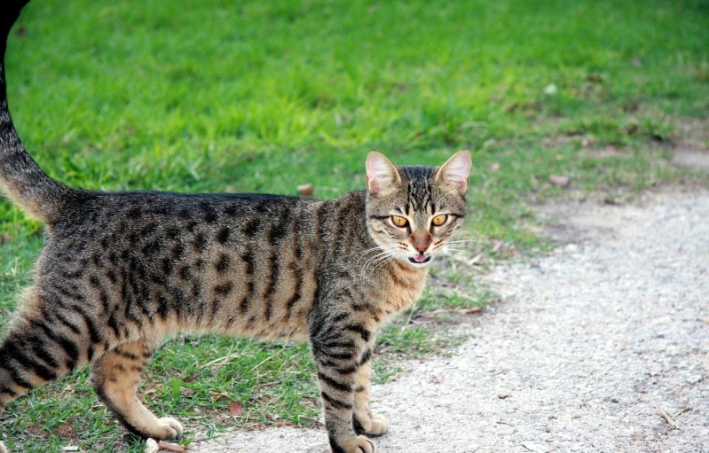 a cat that is standing in the grass, by Tom Carapic, flickr, mingei, markings on his face, walking to the right, threatening, speckled