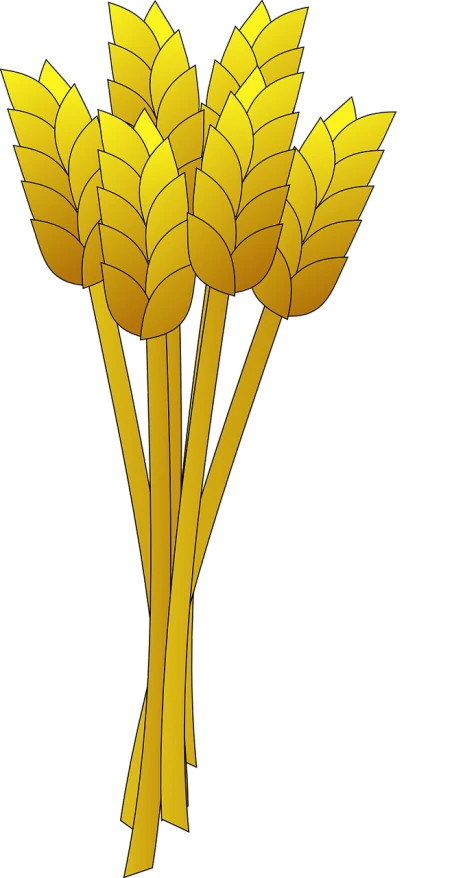 a bunch of wheat stalks on a black background, a digital rendering, by Andrei Kolkoutine, pixabay, art nouveau, band of gold round his breasts, flat color, bouquet, bottom view