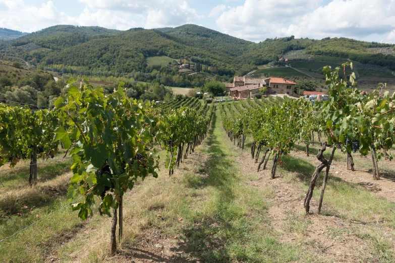 a vineyard with a house in the background, by Carlo Martini, shutterstock, thick and dense vines, fields in foreground, sienna, more details