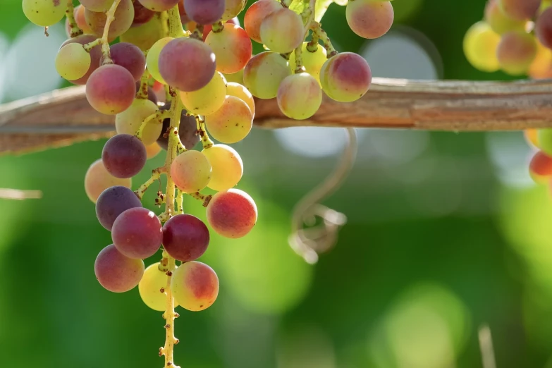 a bunch of grapes hanging from a tree branch, by Julian Allen, shutterstock, bauhaus, warm colors--seed 1242253951, stock photo