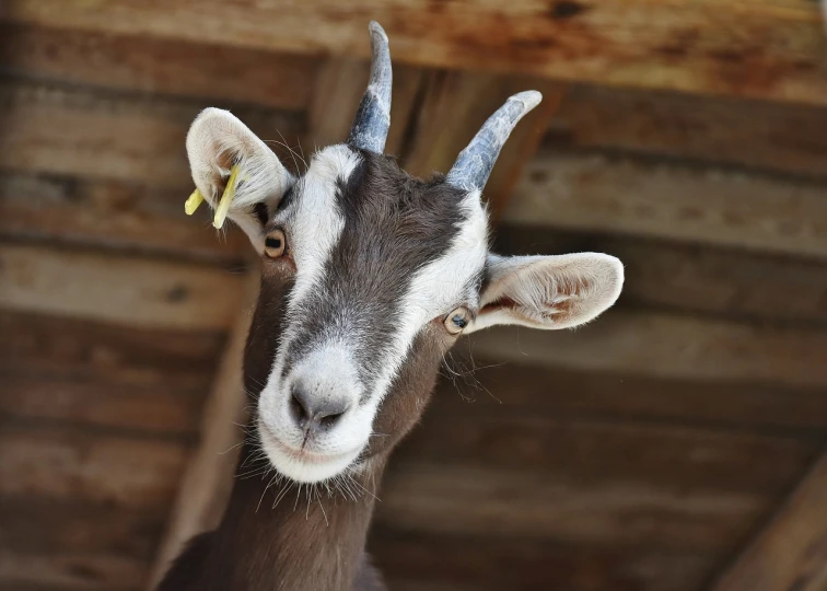 a close up of a goat looking at the camera, by Linda Sutton, happening, long thick shiny gold beak, an artistic pose, photograph credit: ap, istock