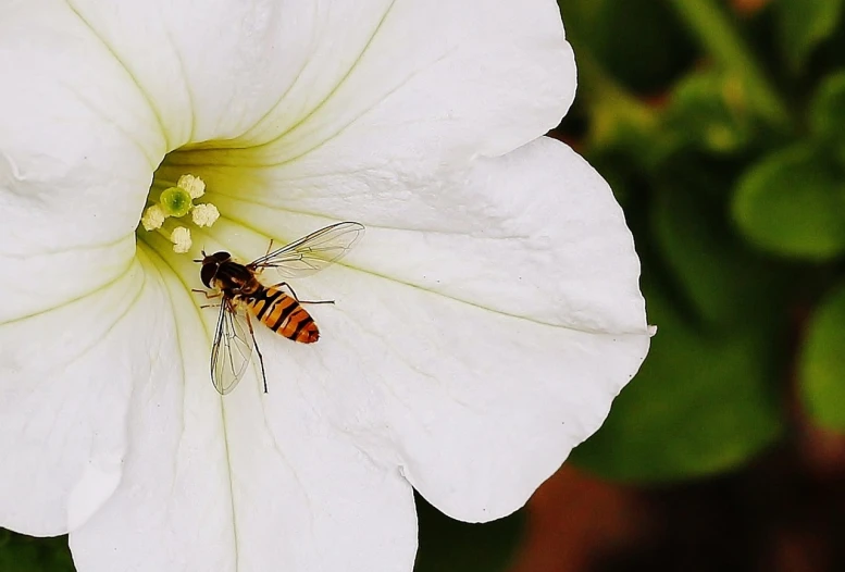 a bee sitting on top of a white flower, by Jan Rustem, agfa photo, flying shot, flash photo, body shot