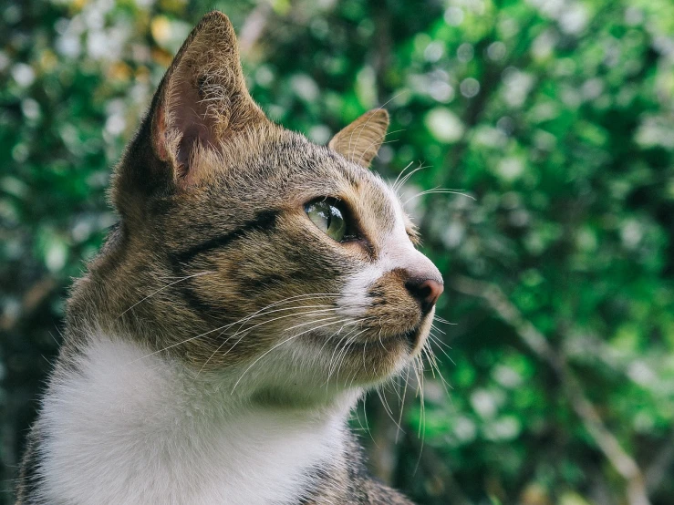 a close up of a cat with trees in the background, a picture, shutterstock, close - up profile face, low angle photo, lofi portrait, side profile centered portrait