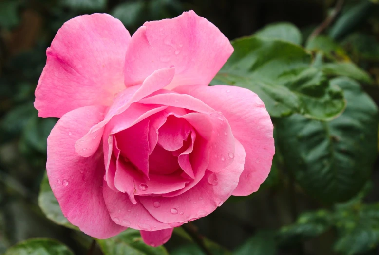 a pink rose with water droplets on it, inspired by Barbara Nasmyth, pexels, accurate detail, 4 0 9 6, jasmine, various posed