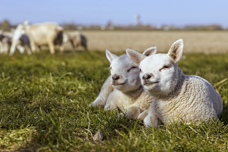 a couple of sheep laying on top of a lush green field, a picture, by Samuel Scott, shutterstock, warm sunshine, cross-hatchings, profile picture 1024px, crypto
