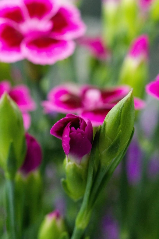 a close up of a bunch of pink flowers, by Julian Allen, purple and green, ultra shallow depth of field, carnation, carnivorous plant