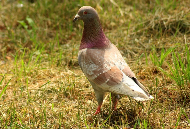 a pigeon that is standing in the grass, a portrait, by Jan Rustem, pixabay, covered in pink flesh, shot on a 2 0 0 3 camera, violet, southern slav features