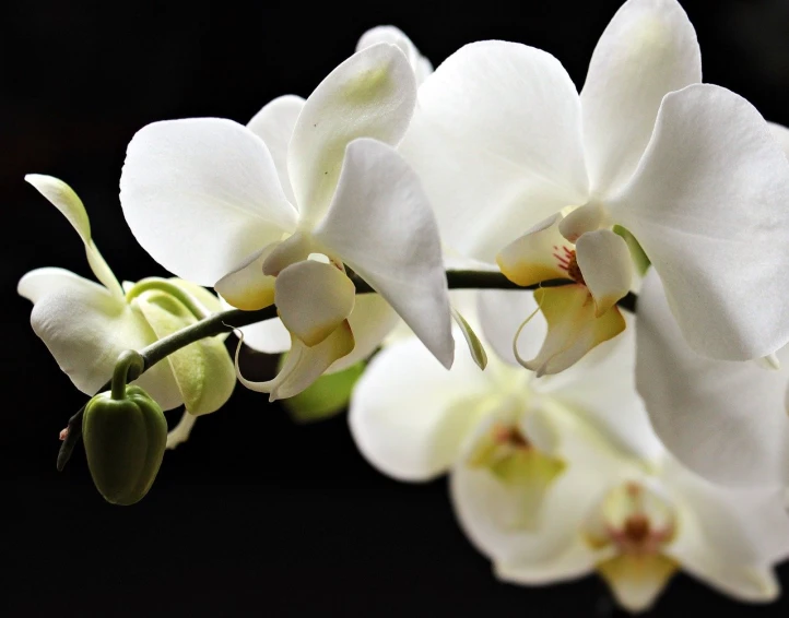 a close up of a white flower on a stem, a picture, pixabay, bauhaus, orchids, with dramatic lighting, exquisitely detailed, shaded