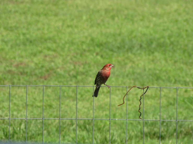 a red bird sitting on top of a wire fence, by David Budd, flickr, ! low contrast!, in the yard, wide shot photo, a green