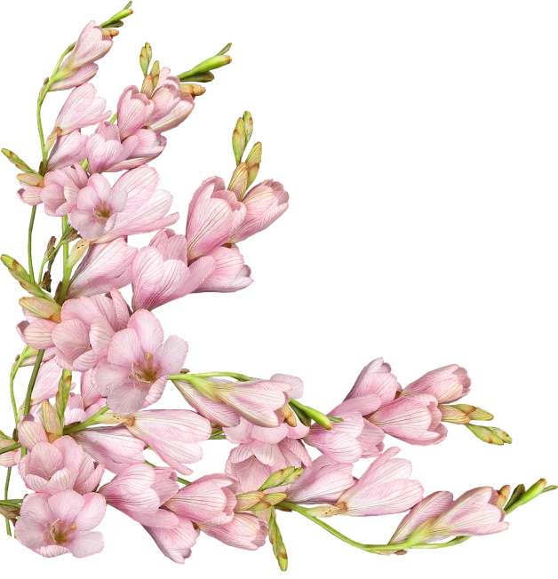 a close up of a bunch of pink flowers, a digital rendering, by Leonard Bahr, shutterstock, renaissance, on black background, rotated left right front back, jasmine, flower frame