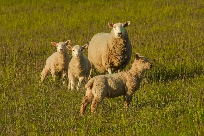 a herd of sheep standing on top of a lush green field, by Robert Childress, shutterstock, dappled in evening light, human lamb hybrid, family portrait, four legs