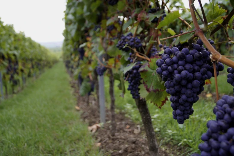 a close up of a bunch of grapes on a vine, by Joseph von Führich, pexels, figuration libre, panels, seen in the distance, photograph credit: ap, purples