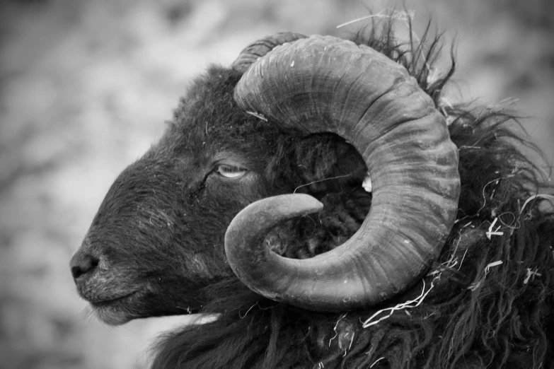 a black and white photo of a ram with large horns, a black and white photo, pexels contest winner, hurufiyya, sheep wool, tradition, icon black and white, 2 0 1 2