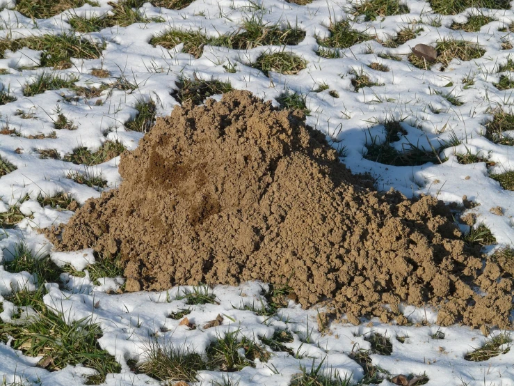 a pile of dirt sitting on top of snow covered ground, flickr, bee, in field high resolution, powder, brown mud