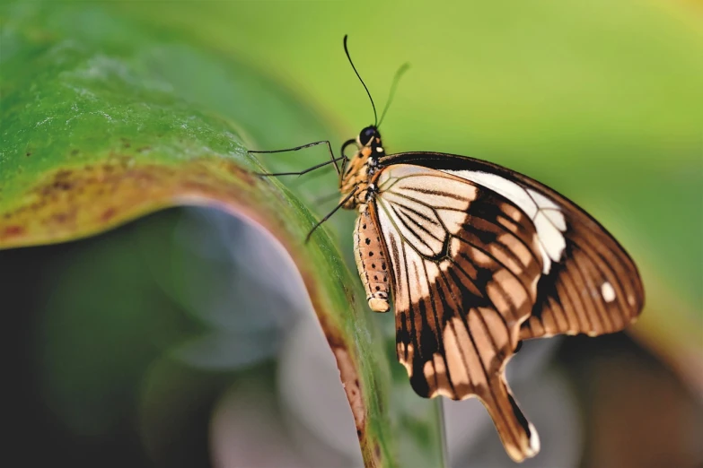 a close up of a butterfly on a leaf, by Julian Allen, romanticism, wings spreading, including a long tail, istock, shot from a low angle