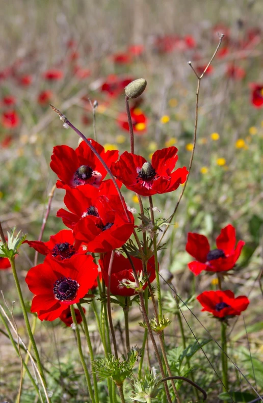 a bunch of red flowers in a field, a portrait, anemone, in the steppe, high quality product image”