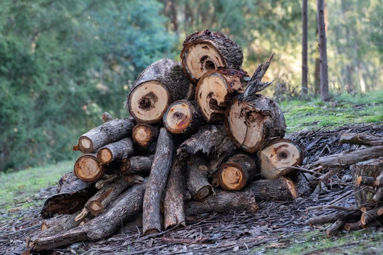 a pile of logs sitting in the middle of a forest, a stock photo, by Lee Loughridge, shutterstock, environmental art, australian bush, ((trees))