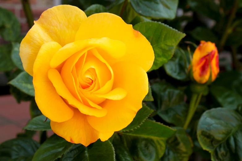 a close up of a yellow rose with green leaves, wallpaper - 1 0 2 4, yellow orange, beautiful flower, rosses